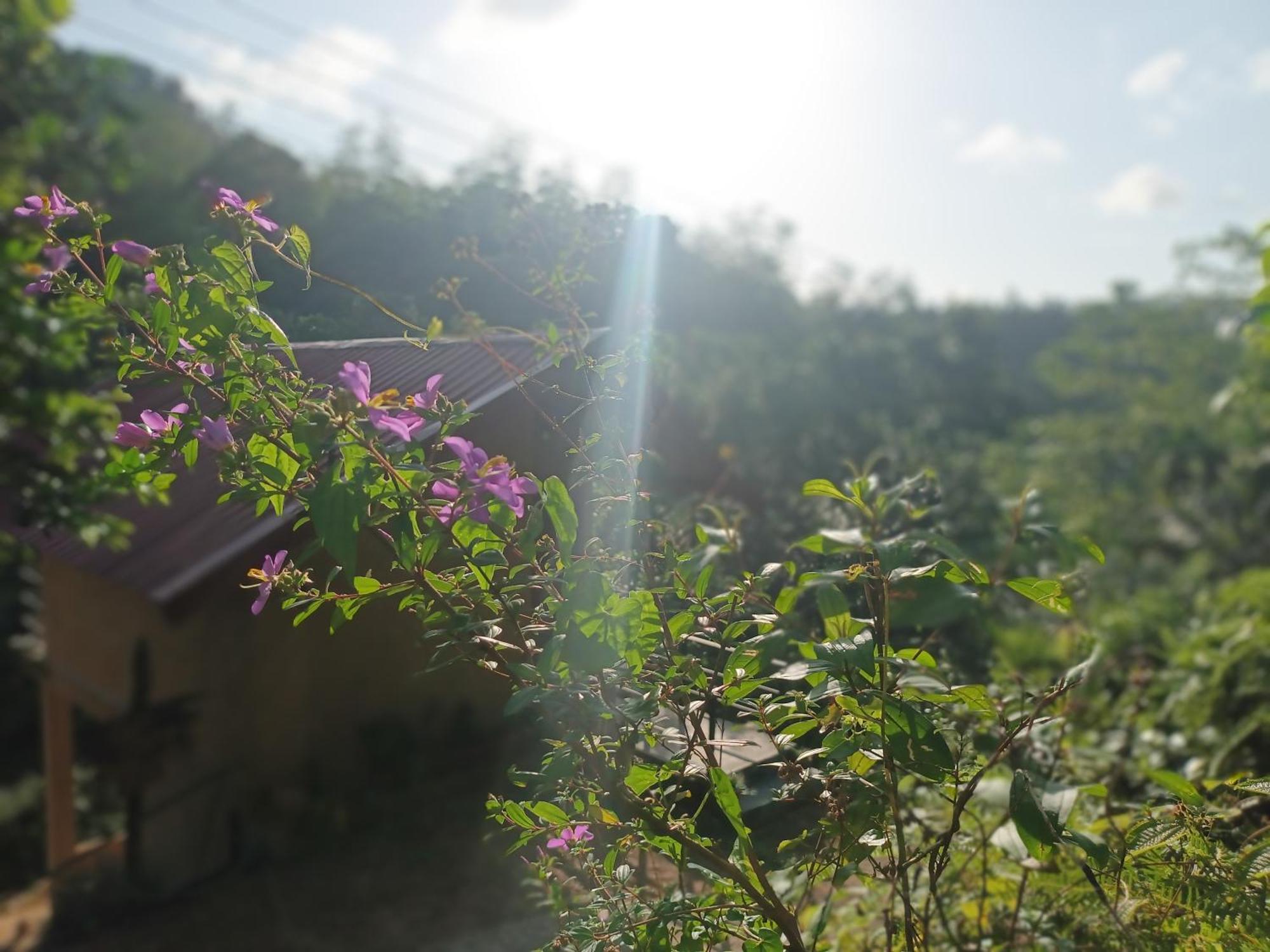 דניאיאה Sunshine Forest Lodge - Sinharaja מראה חיצוני תמונה